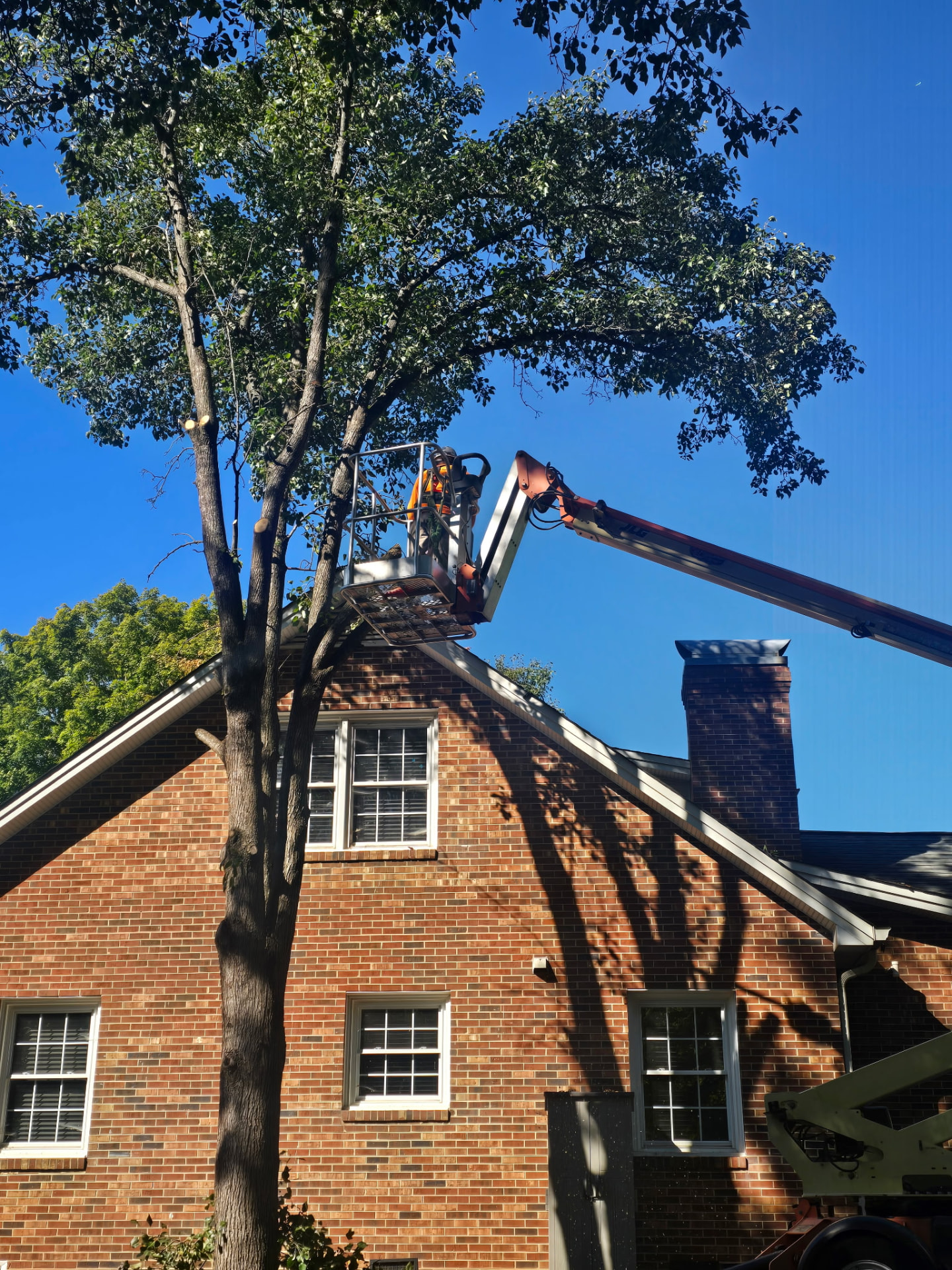 Tree cutting job completed by Pickard's Lawncare